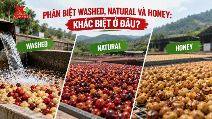 phan-biet-washed-natural-va-honey